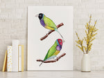 Gouldian Finches Wall Art Print