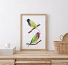 Gouldian Finches Wall Art Print