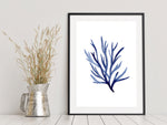 Codium Algae Blue Coastal Coral Watercolour Art Prints