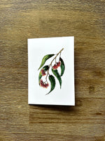 Australian Floral Native Cards Pack 4x6" With Envelope