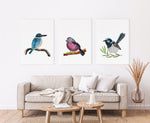 Kingfisher + Pink Robin + Superb Fairywren Fauna Watercolour Prints and Canvasses Interior Home Decoration