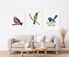 Pink Robin + Bee Eater + Superb Fairywren Set of 3 Australian Native Bird Watercolour Art Prints and Canvasses