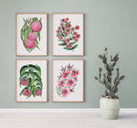 Red Pink Floral Set of 4 Australian Native Flower Watercolour Prints Hakea + Wattle + Lilly Pilly + Teatree