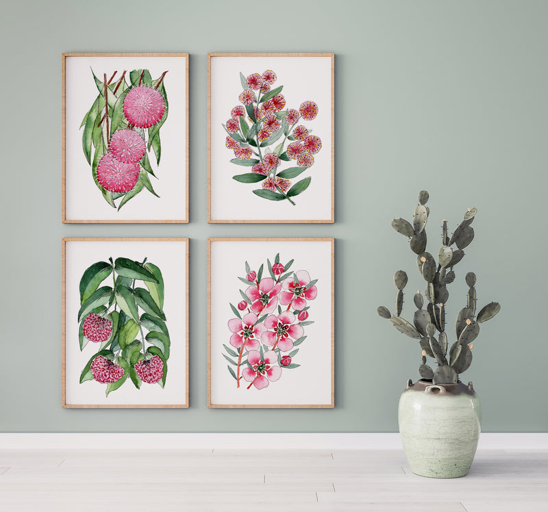 Red Pink Floral Set of 4 Australian Native Flower Watercolour Prints Hakea + Wattle + Lilly Pilly + Teatree