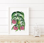 Lilly Pilly  Wall Art Print