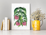 Lilly Pilly  Wall Art Print