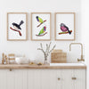 3 Set Australian Native Fauna, Willy Wagtail + Gouldian Finches + Pink Robin Prints and Canvasses Wall Art