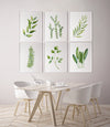 Set of 6 Herbs and Leaf Watercolour Canvasses and Prints Collection