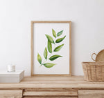 Bay Leaf Green Herb Kitchen Canvas and Print