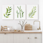 Green Herbs Set of 3 Canvasses and Prints Bay Leaf + Thyme + Olive