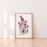 Boronia Print Australian Native Floral Art