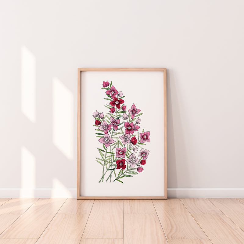 Boronia Print Australian Native Floral Art