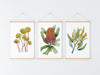 Banksia + Wattle + Billy Buttons Colourful Floral Set of 3 Art Prints