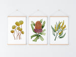 Banksia + Wattle + Billy Buttons Colourful Floral Set of 3 Art Prints