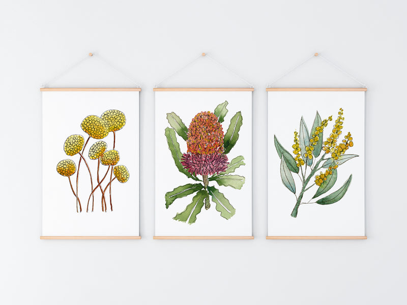Banksia + Wattle + Billy Buttons Colourful Floral Set of 3 Art Prints