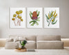 Banksia + Wattle + Billy Buttons Colourful Floral Set of 3 Art Prints