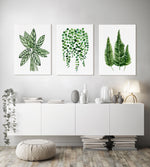 Plant Art Prints and Canvasses Set of 3 Green Watercolour Artworks Ctenanthe String of Pearls Fern