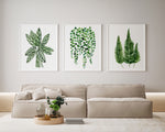 Plant Art Prints and Canvasses Set of 3 Green Watercolour Artworks Ctenanthe String of Pearls Fern