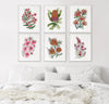 Cupid's Wattle + Orange Banksia + Matchstick Banksia + Tea Tree + Grevillea Winpara Gold + Boronia 6 Set of Canvasses and Prints