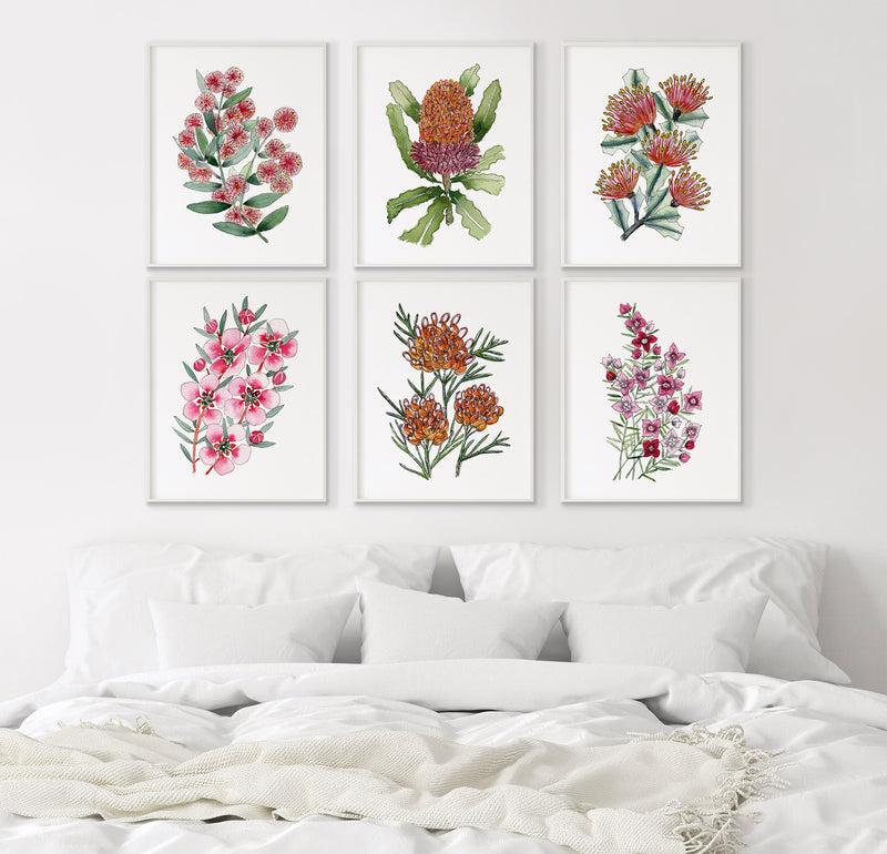 Cupid's Wattle + Orange Banksia + Matchstick Banksia + Tea Tree + Grevillea Winpara Gold + Boronia 6 Set of Canvasses and Prints