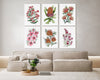 Cupid's Wattle + Orange Banksia + Matchstick Banksia + Tea Tree + Grevillea Winpara Gold + Boronia 6 Set of Canvasses and Prints