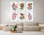 Cupid's Wattle + Orange Banksia + Matchstick Banksia + Tea Tree + Grevillea Winpara Gold + Boronia 6 Set of Canvasses and Prints