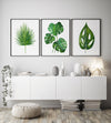 Palm Monstera Print Set of 3 Green Botanical Watercolour Plant Prints and Canvases