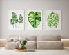 Fern and Monstera Plant Artwork Set of 3 Green Watercolour Botanical Prints and Canvasses