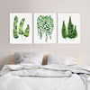 Ferns + String of Pearls Wall Art Decor Green Botanical Prints and Canvasses Watercolour Artwork for Living Room