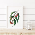 Red Flowering Gum Wall Art Print