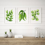 Gum Leaf Watercolour Print Set of 3 Yellow Green