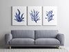 Laminaria + Codium Algae + Bladderwrack Set of 3 Blue Coral Hamptons Style Prints