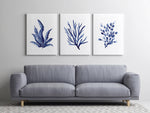 Laminaria + Codium Algae + Bladderwrack Set of 3 Blue Coral Hamptons Style Prints