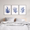 Laminaria + Codium Algae + Bladderwrack Set of 3 Blue Coral Hamptons Style Prints