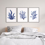 Laminaria + Codium Algae + Bladderwrack Set of 3 Blue Coral Hamptons Style Prints