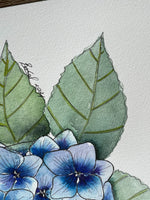 Blue Hydrangea Set of 3 Original Watercolour Floral Paintings 9 x 12 in