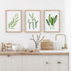 3 Set Green Kitchen Artwork Olive + Thyme + Sage Canvasses and Prints