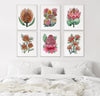 Proteas and Waratah Floral Bundle Set of 6 Canvasses + Prints