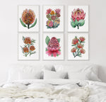Proteas and Waratah Floral Bundle Set of 6 Canvasses + Prints