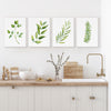 4 Set Green Herbs Canvasses and Prints For Your Kitchen Walls