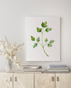 Parsley Green Herb Kitchen Canvas and Print