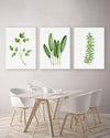 Set of 3 Green Watercolour Green Herbs Canvasses and Prints