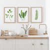 Set of 3 Green Watercolour Green Herbs Canvasses and Prints