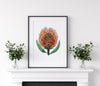 Orange Pincushion Protea Wall Art Print