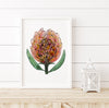 Orange Pincushion Protea Wall Art Print