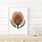 Orange Pincushion Protea Wall Art Print