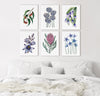 Blue, Pink and Red Australian Native Floral Collection Canvasses and Prints