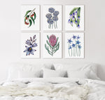 Blue, Pink and Red Australian Native Floral Collection Canvasses and Prints