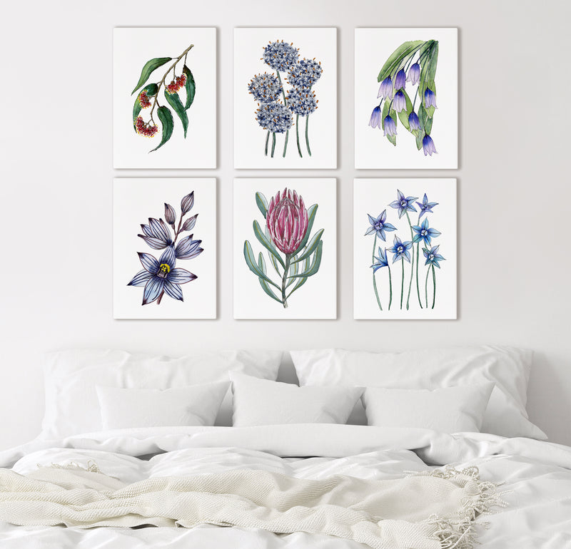 Blue, Pink and Red Australian Native Floral Collection Canvasses and Prints