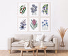 Blue, Pink and Red Australian Native Floral Collection Canvasses and Prints